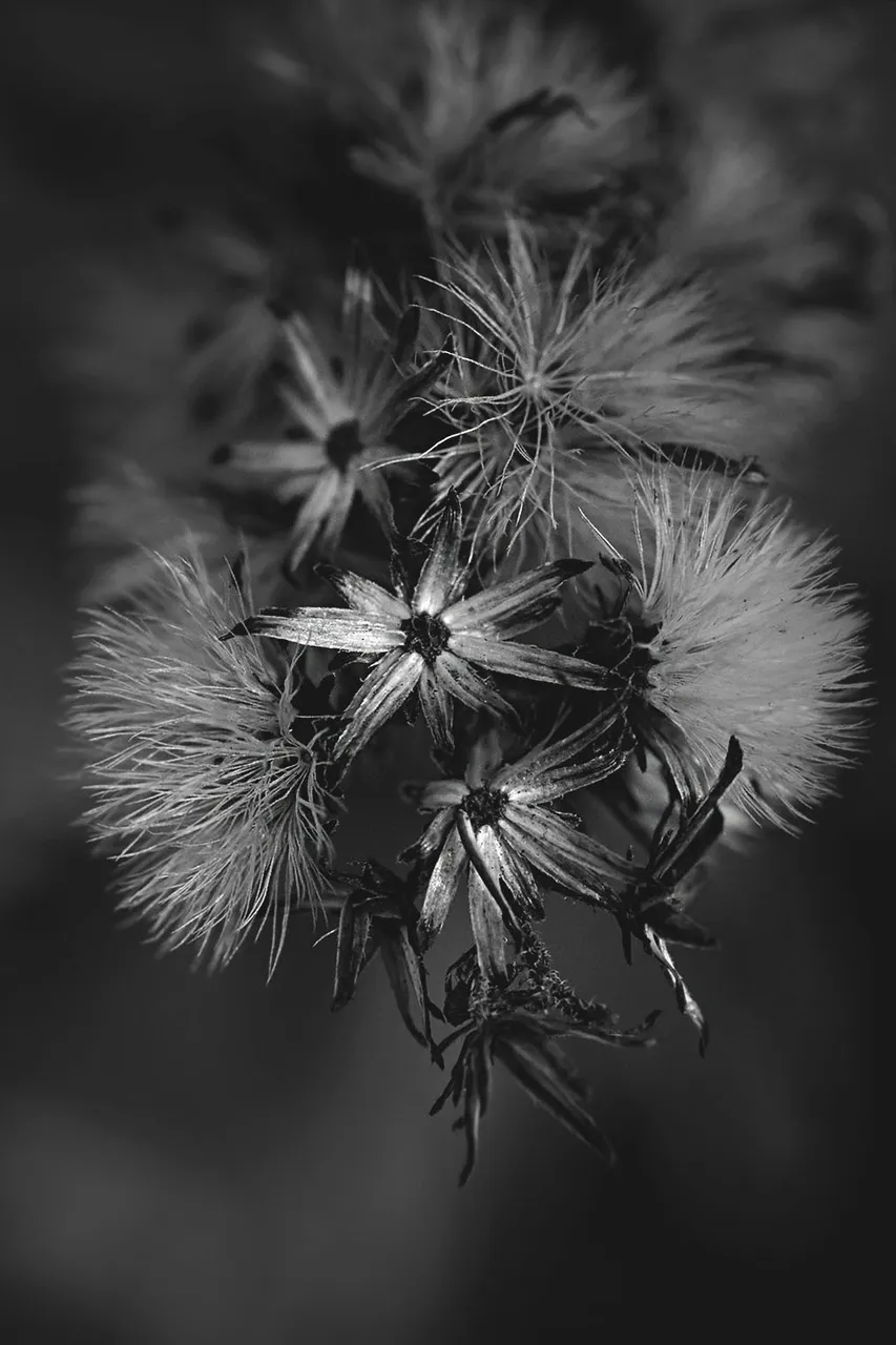 fluffy seeds garden bw 9.jpg