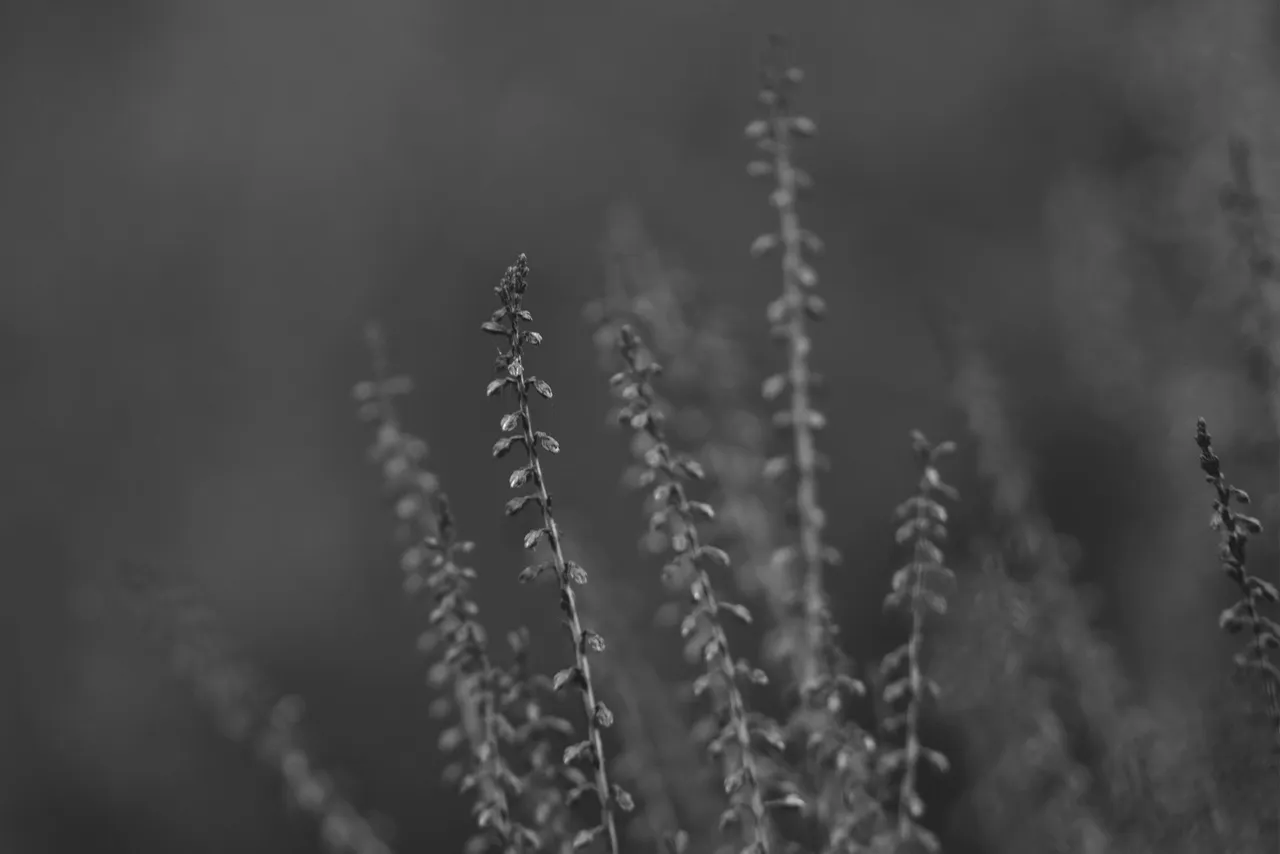 drystuff bw 6.jpg