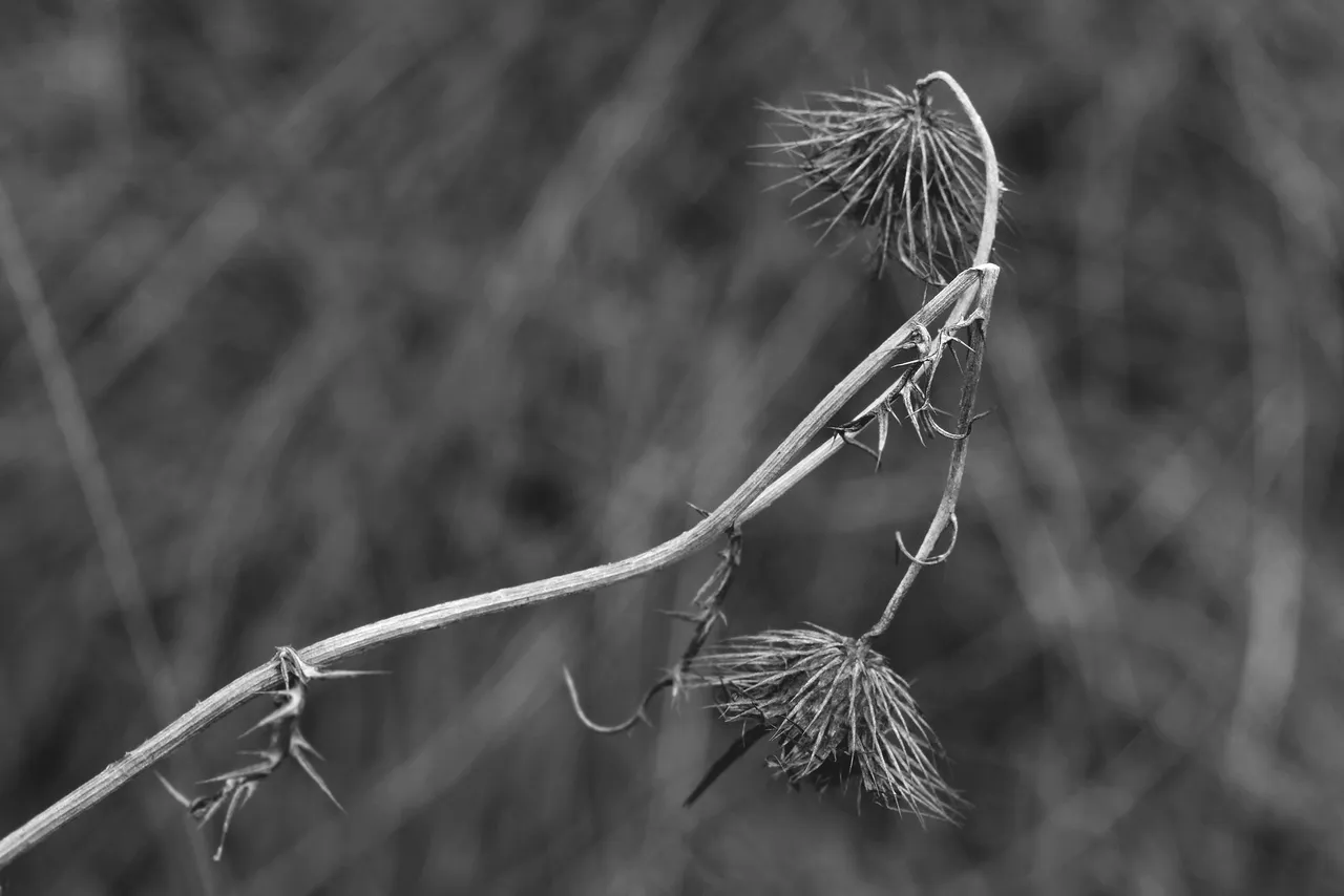 drystuff bw 9.jpg