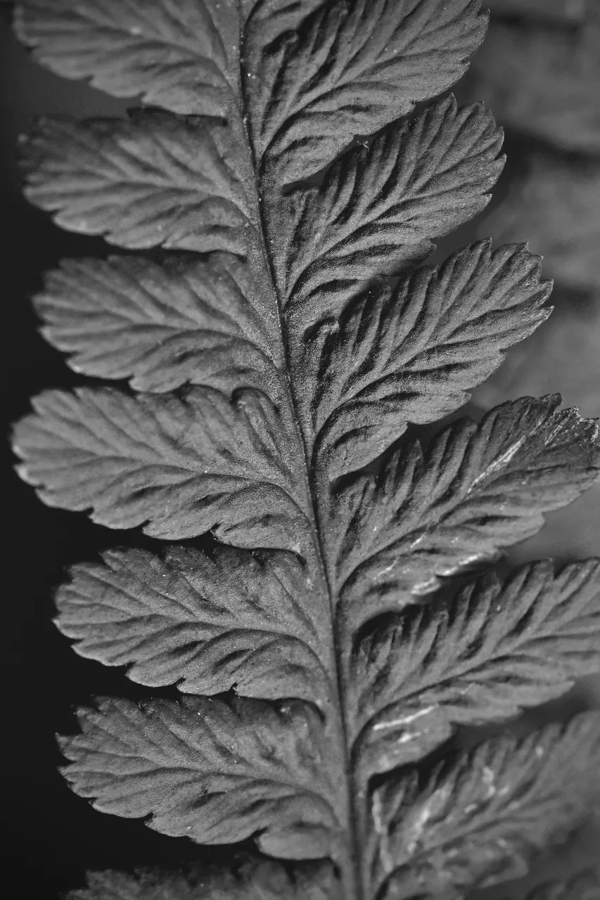 DSC_8766 copy.jpg