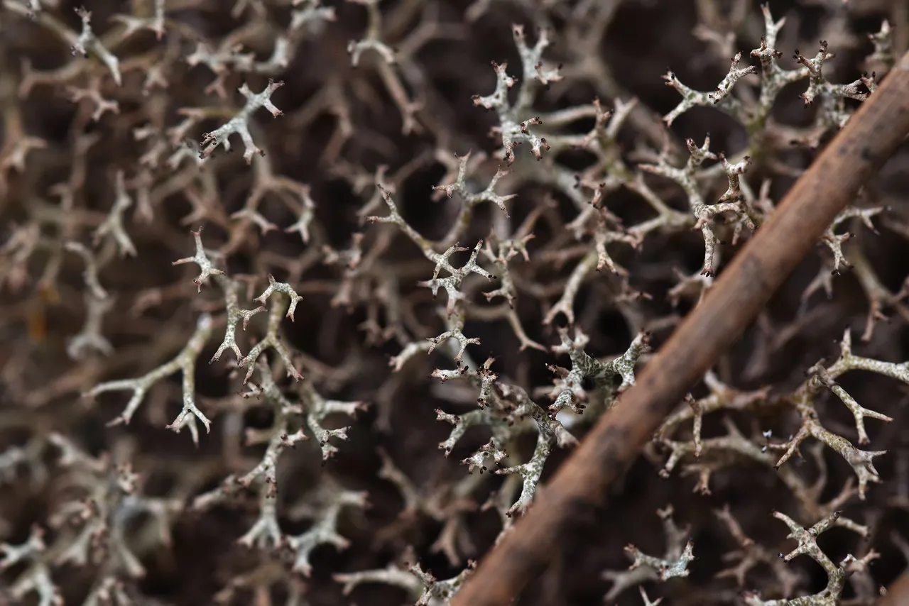 Cladonia rangiferina lichen 8.jpg