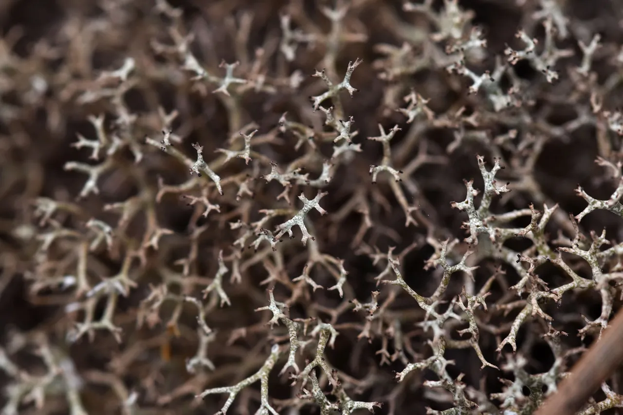 Cladonia rangiferina lichen 7.jpg