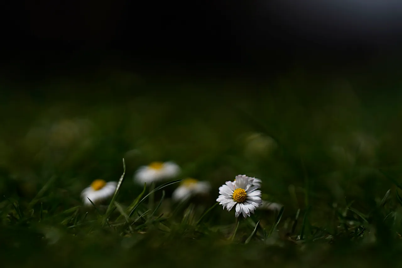 daisies samyang 1.jpg