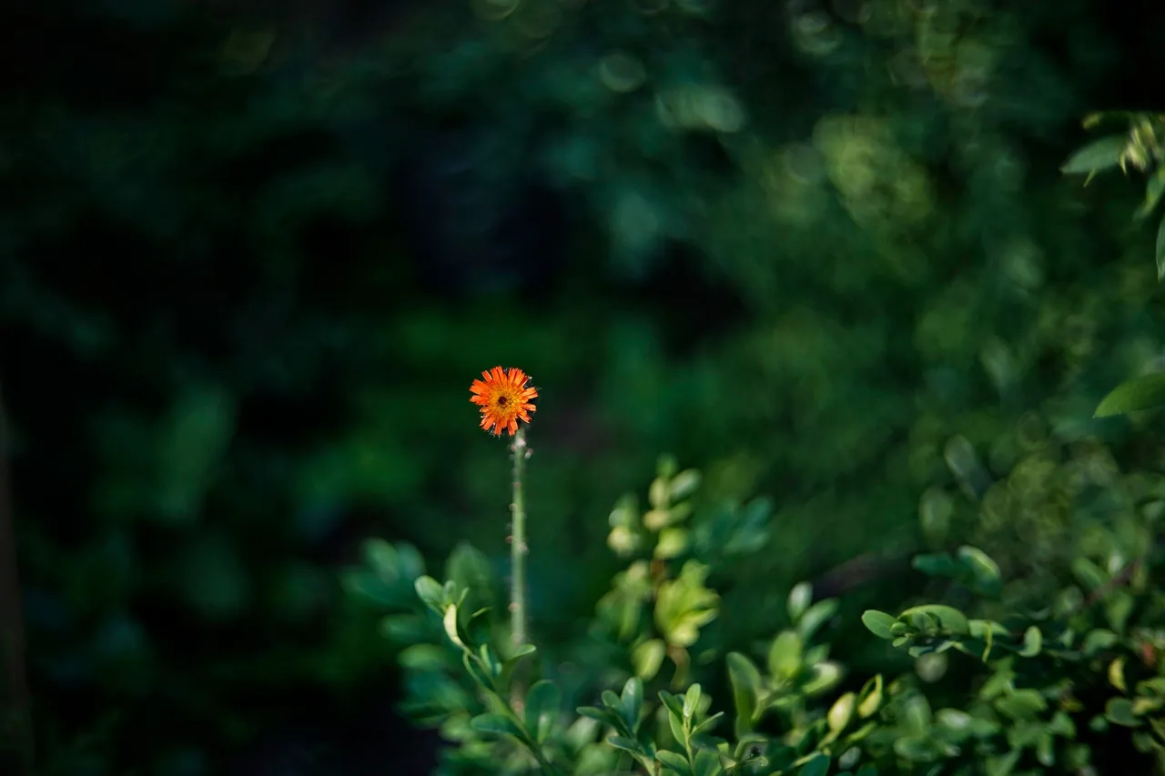 calendula bokeh biotar.jpg