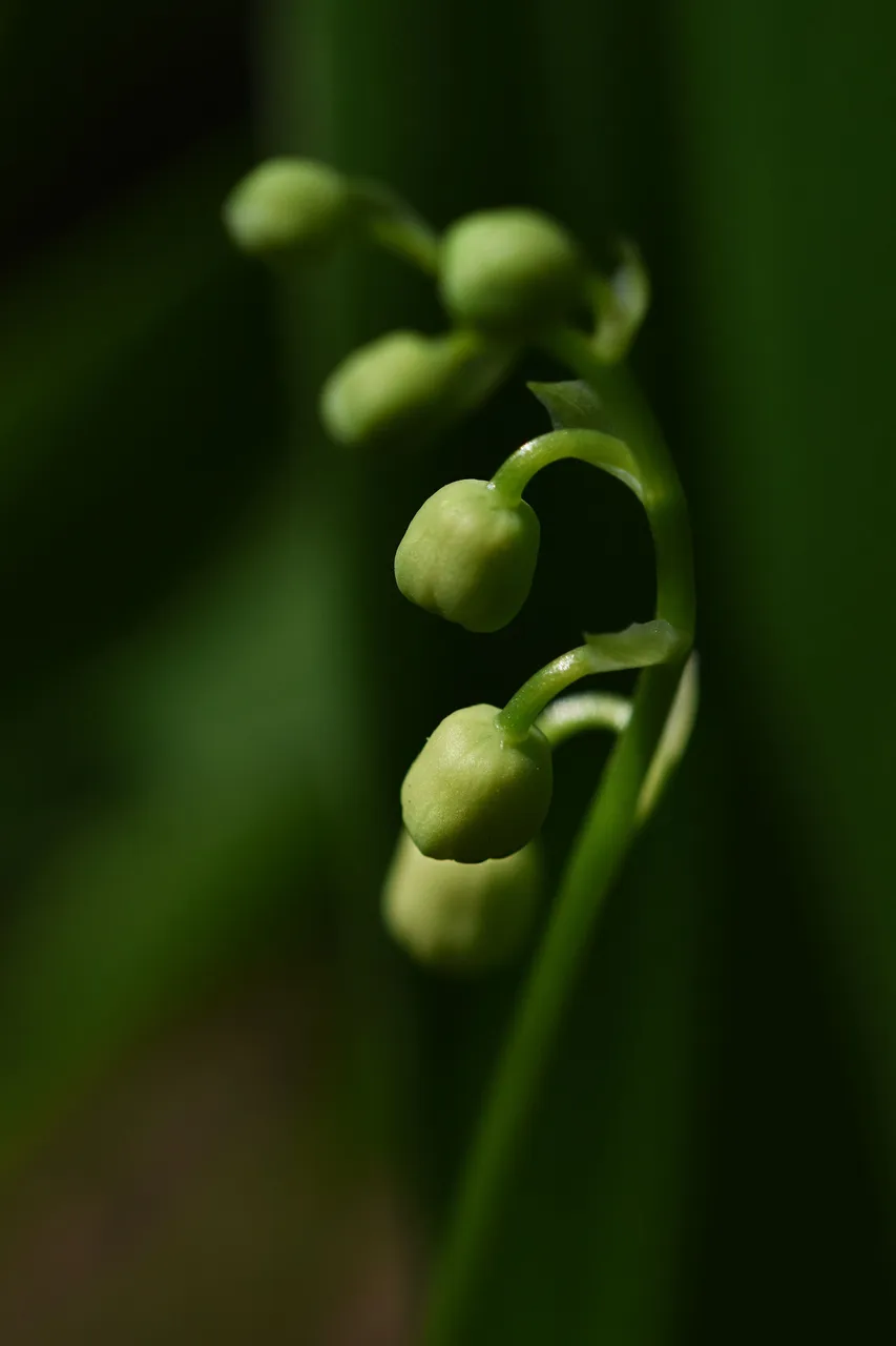 Lily of the valley 5.jpg