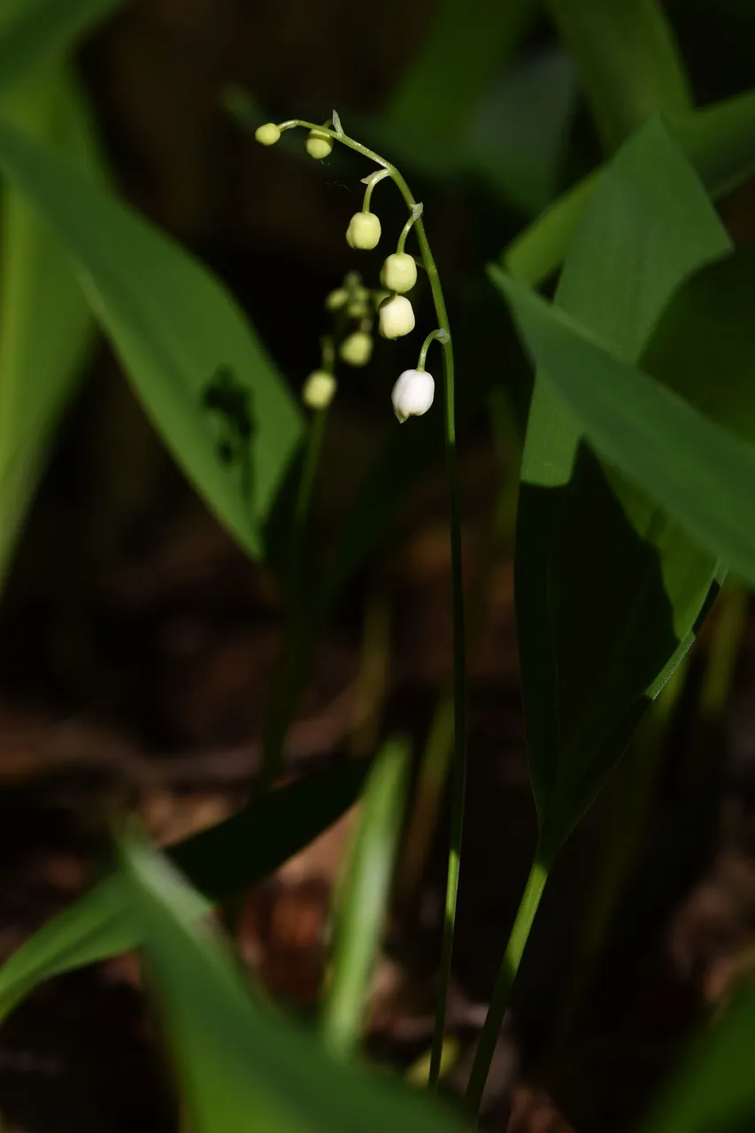 Lily of the valley 7.jpg