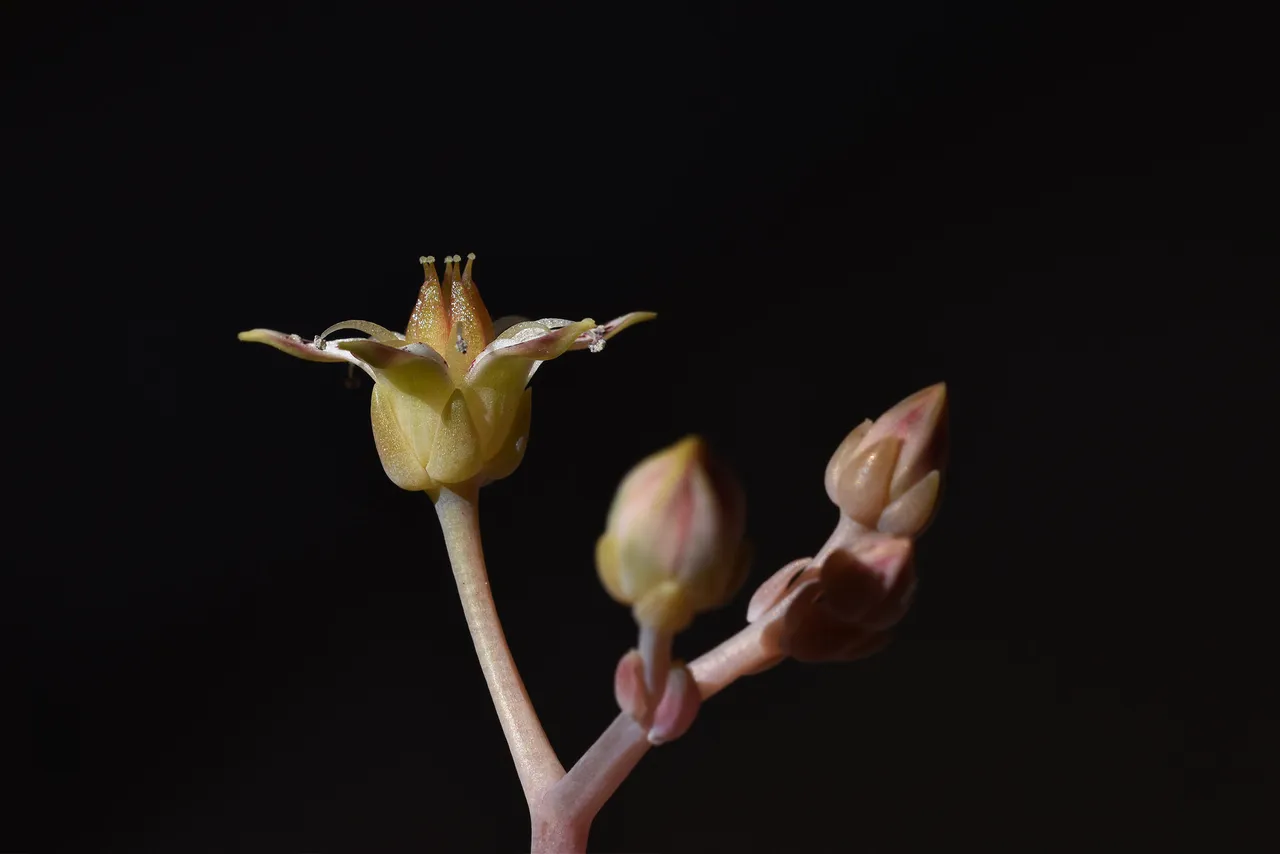 graptopetalum paraguayense flower 5.jpg