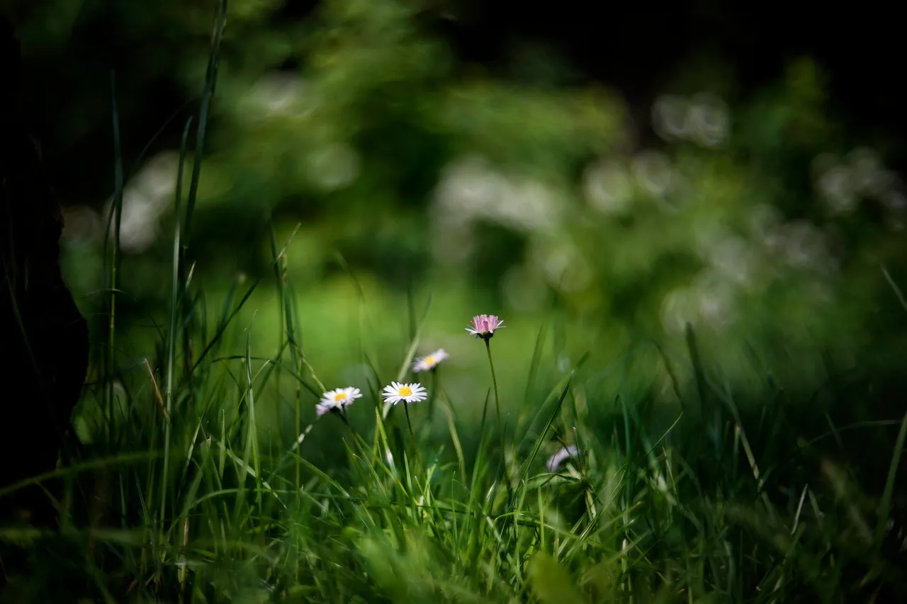 daisies bokeh biotar 1.jpg