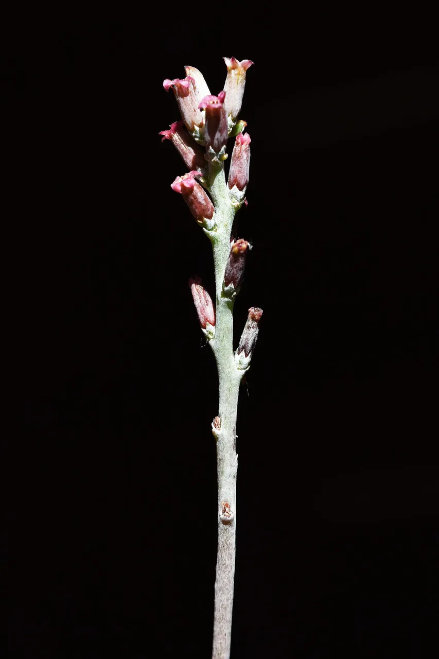 Adromischus cooperi flower 2022 2.jpg