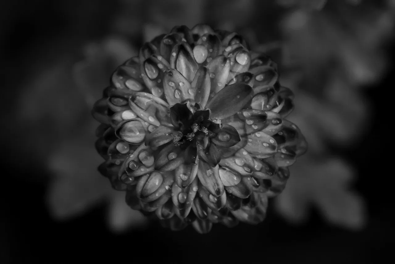 chrysanthemum raindrops bw 1.jpg