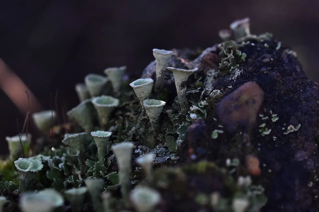 Cladonia lichen cups mountain 8.jpg