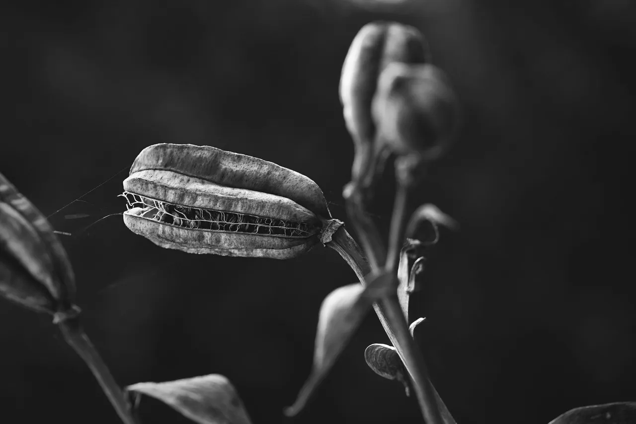Lily pod bw 7.jpg