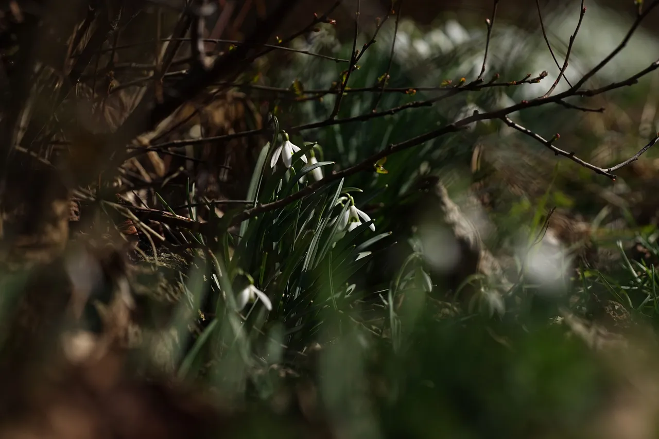 Snowdrops Samyang 1.jpg