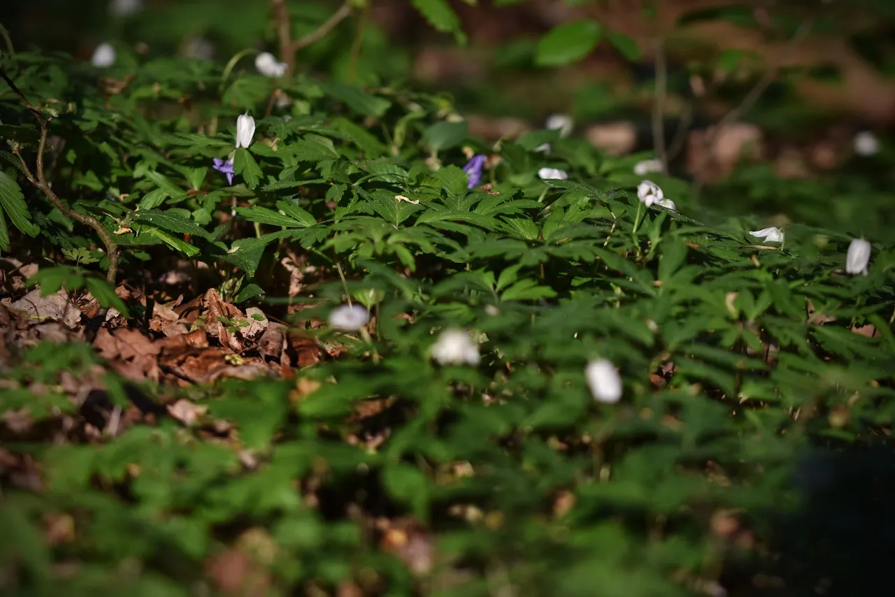 wood anemone pl 7.jpg