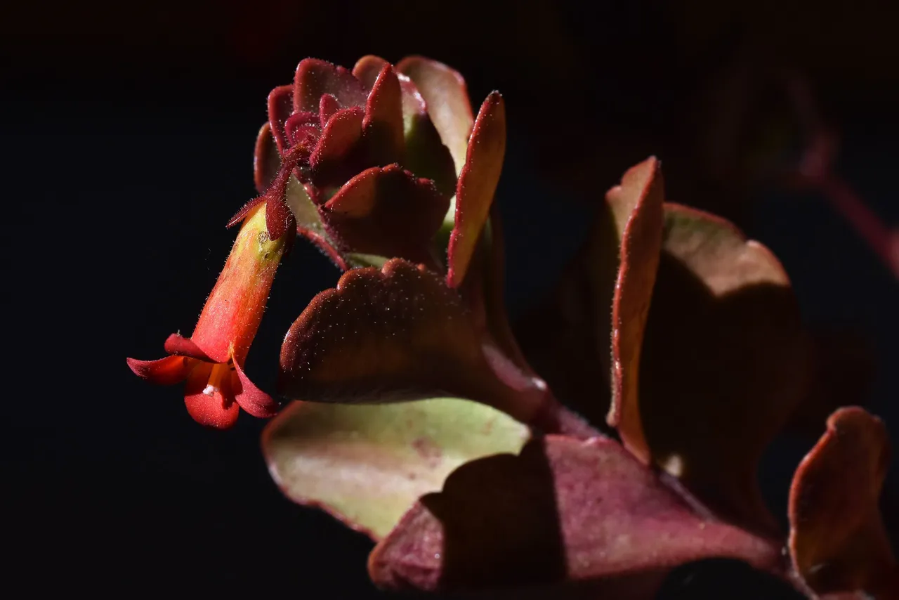 Kalanchoe manginii flowers 2022 8.jpg