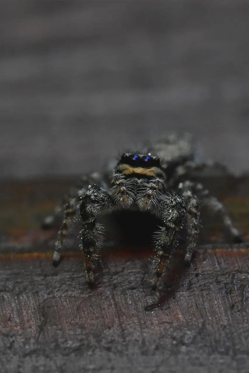 Jumping spider pl  4.jpg