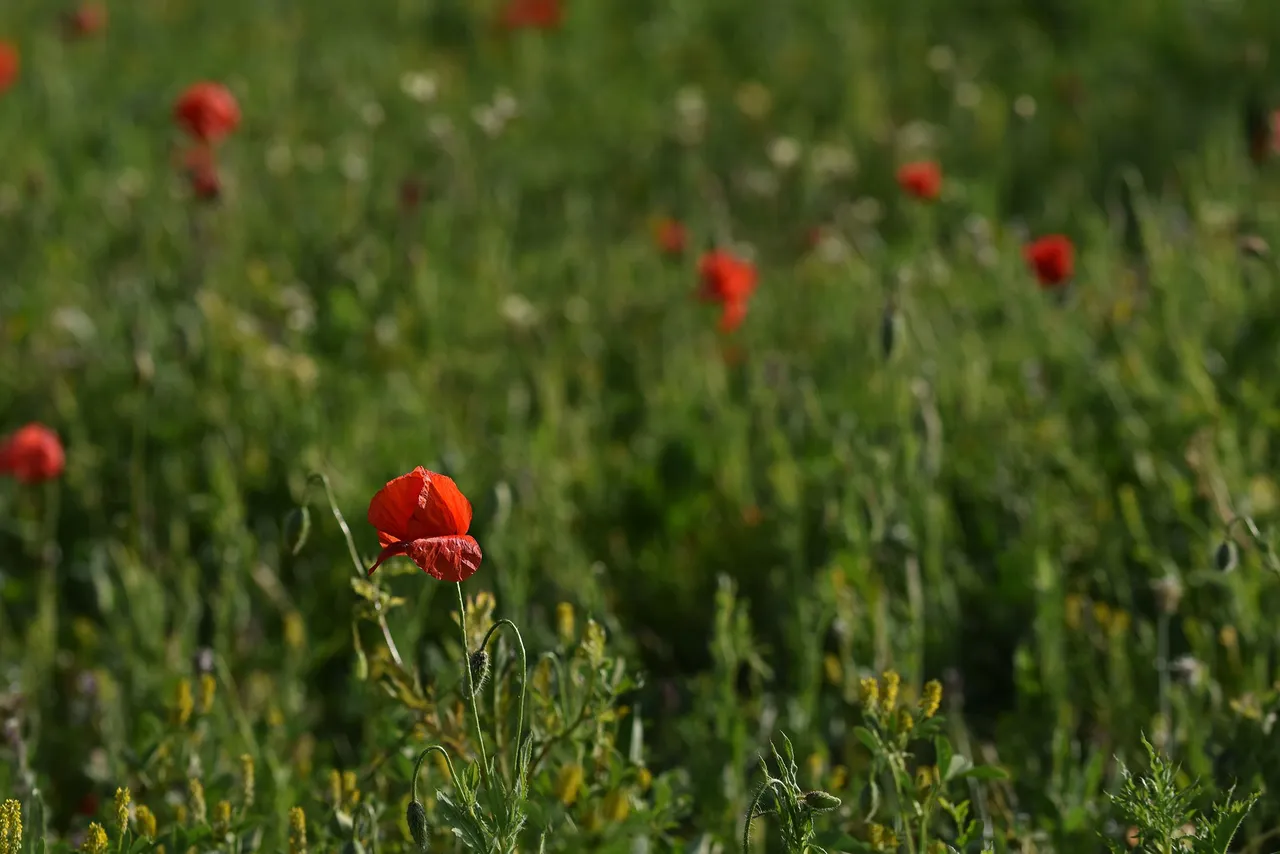 poppies park 1.jpg