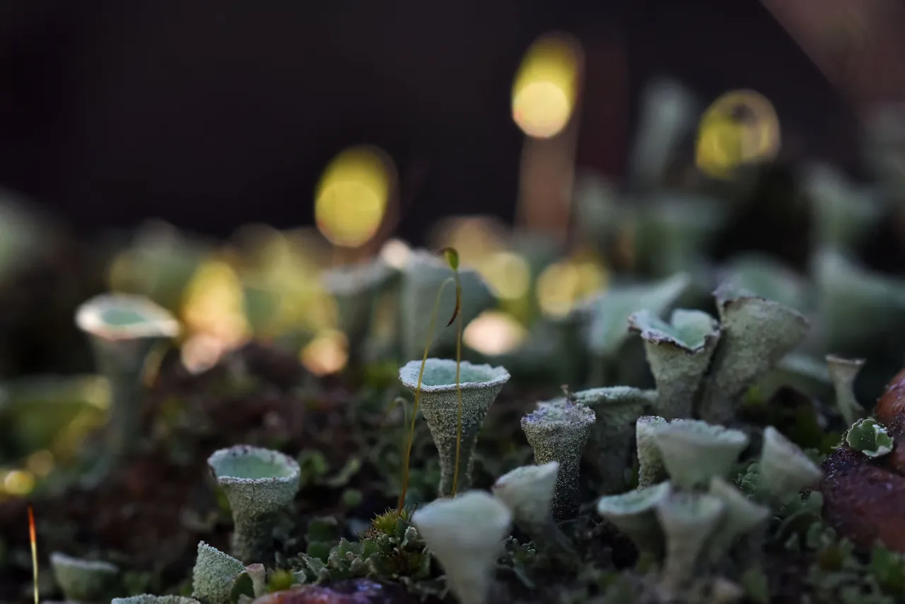 Cladonia lichens moss macro 8.jpg