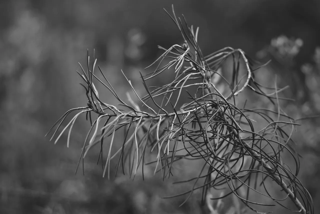 drystuff bw 7.jpg