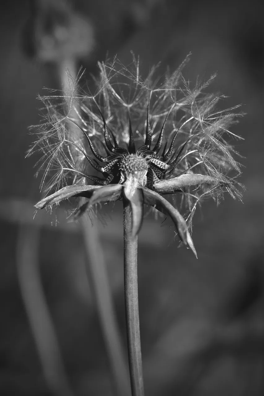 fluffy seeds bw 12.jpg