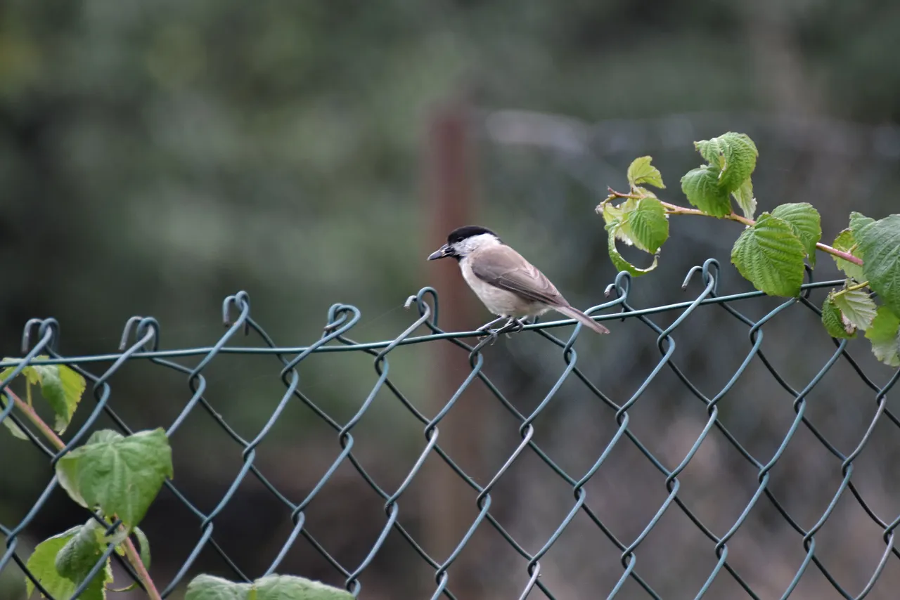 Marsh Tit pl 13.jpg