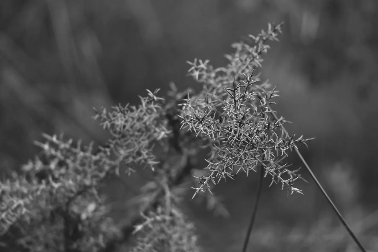 drystuff bw 8.jpg