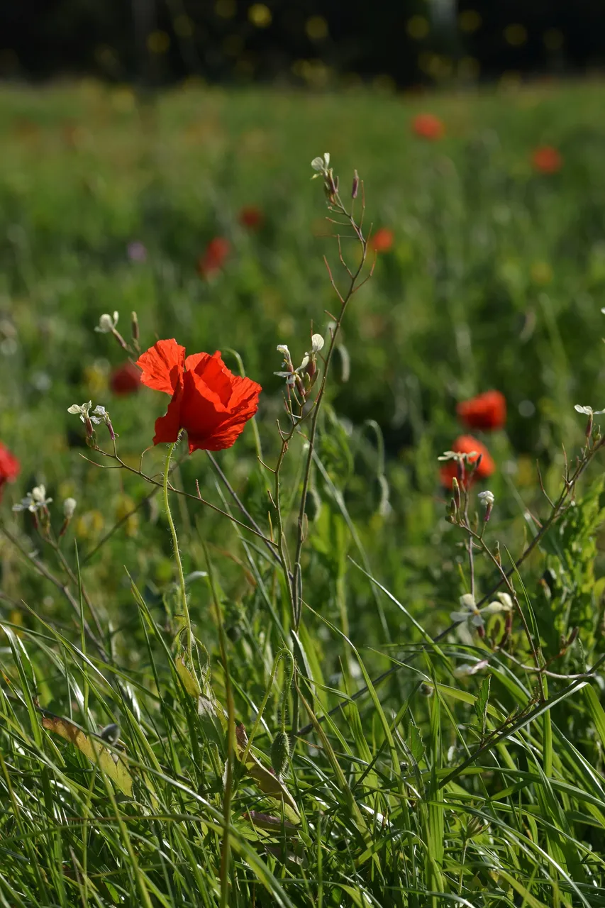 poppies park 10.jpg