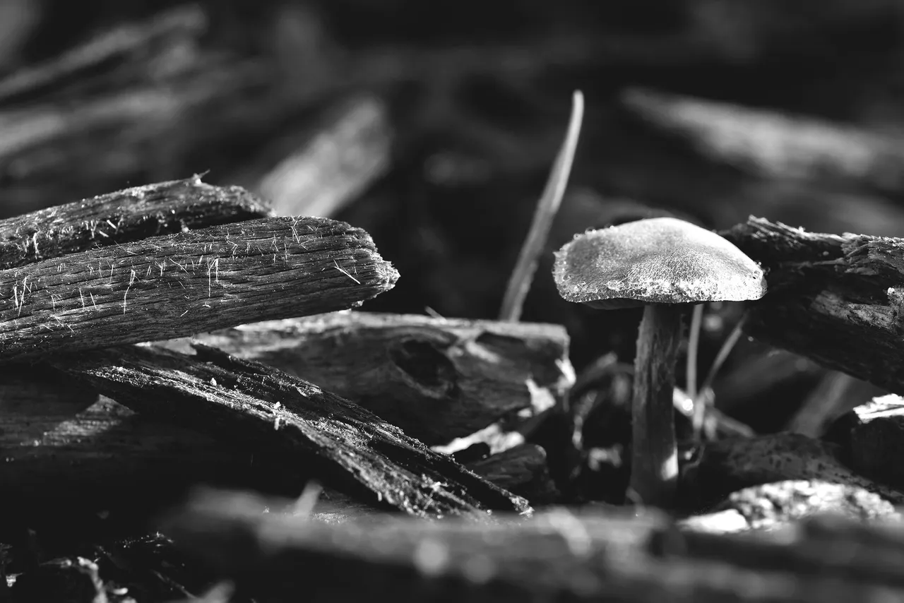 small mushroom bark chips bw 1.jpg