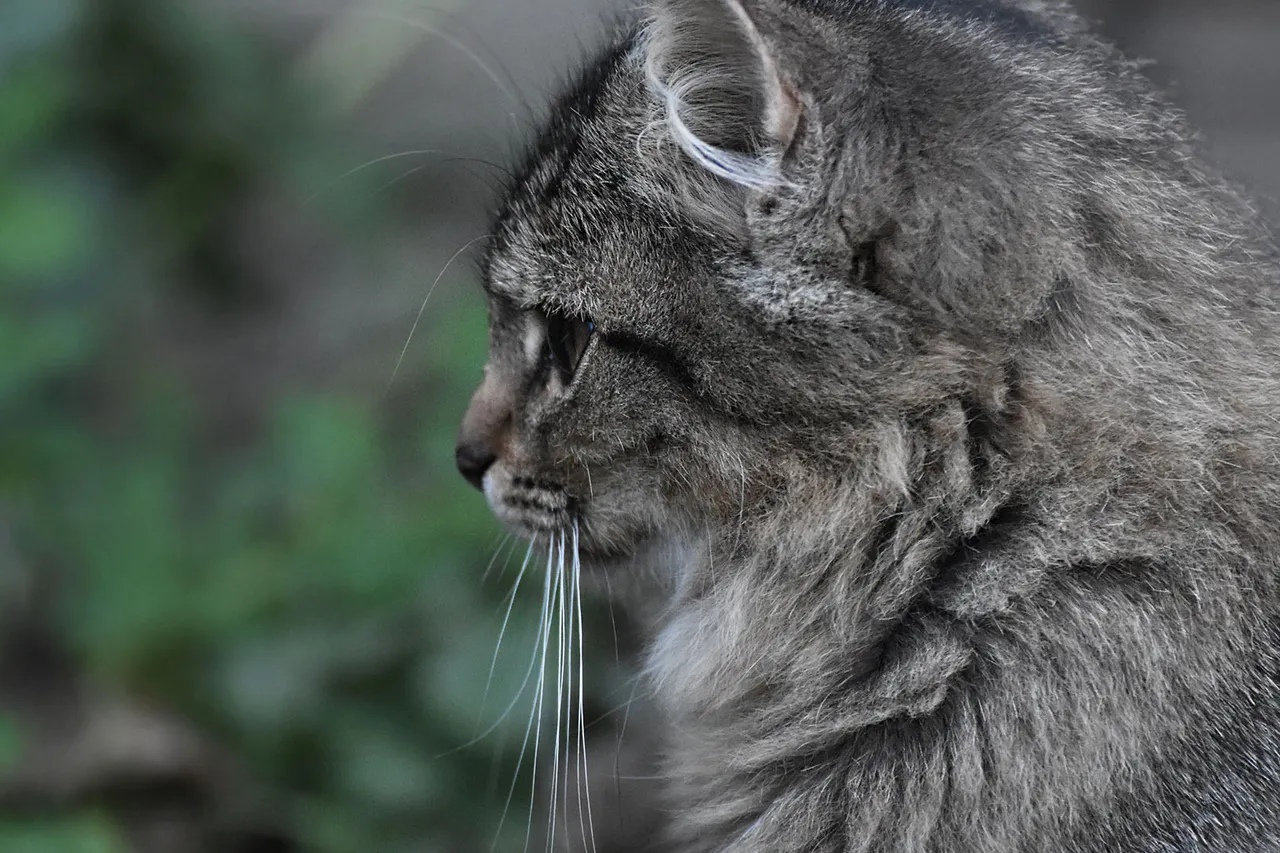 Fluffy tabby pl 1.jpg