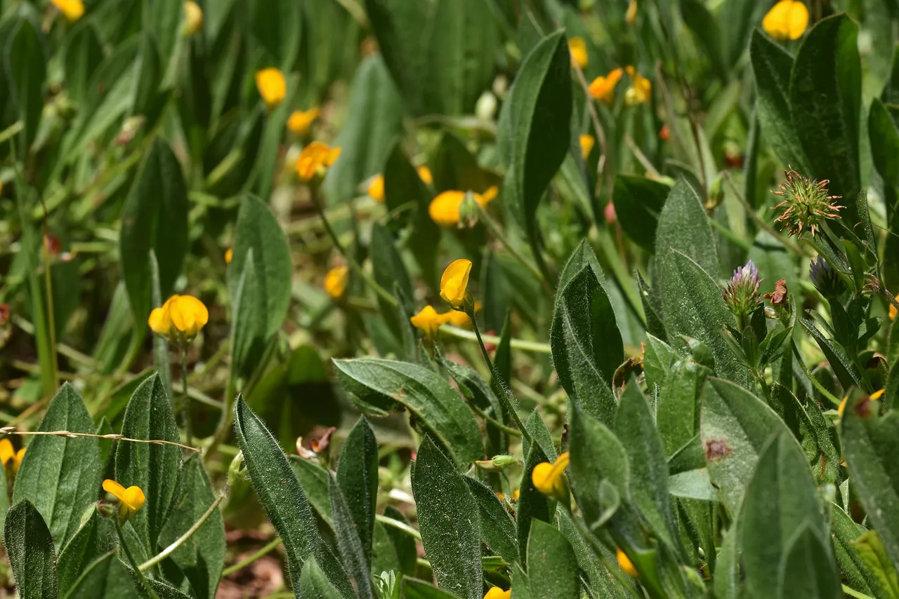 Single-flowered Scorpiurus yellow wildflower 9.jpg