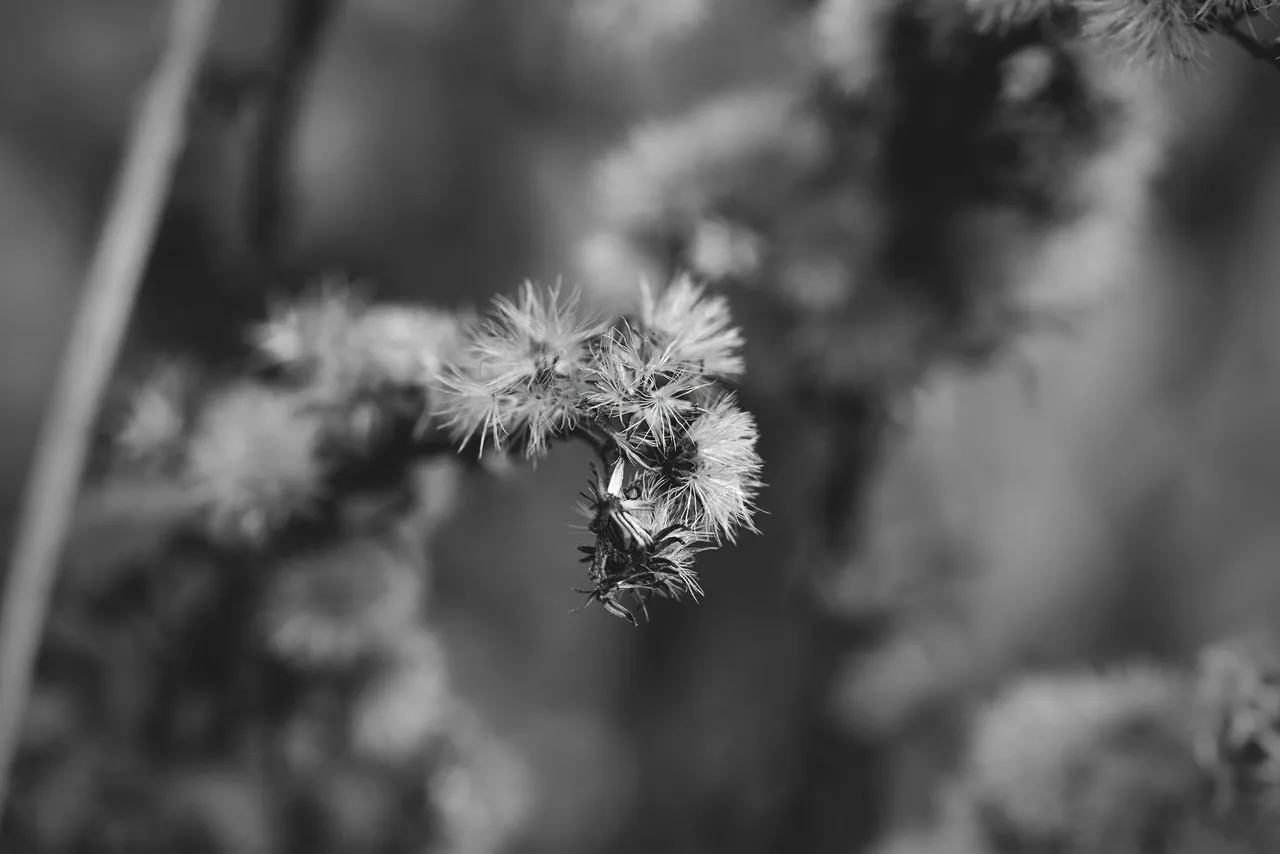 fluffy seeds garden bw 4.jpg