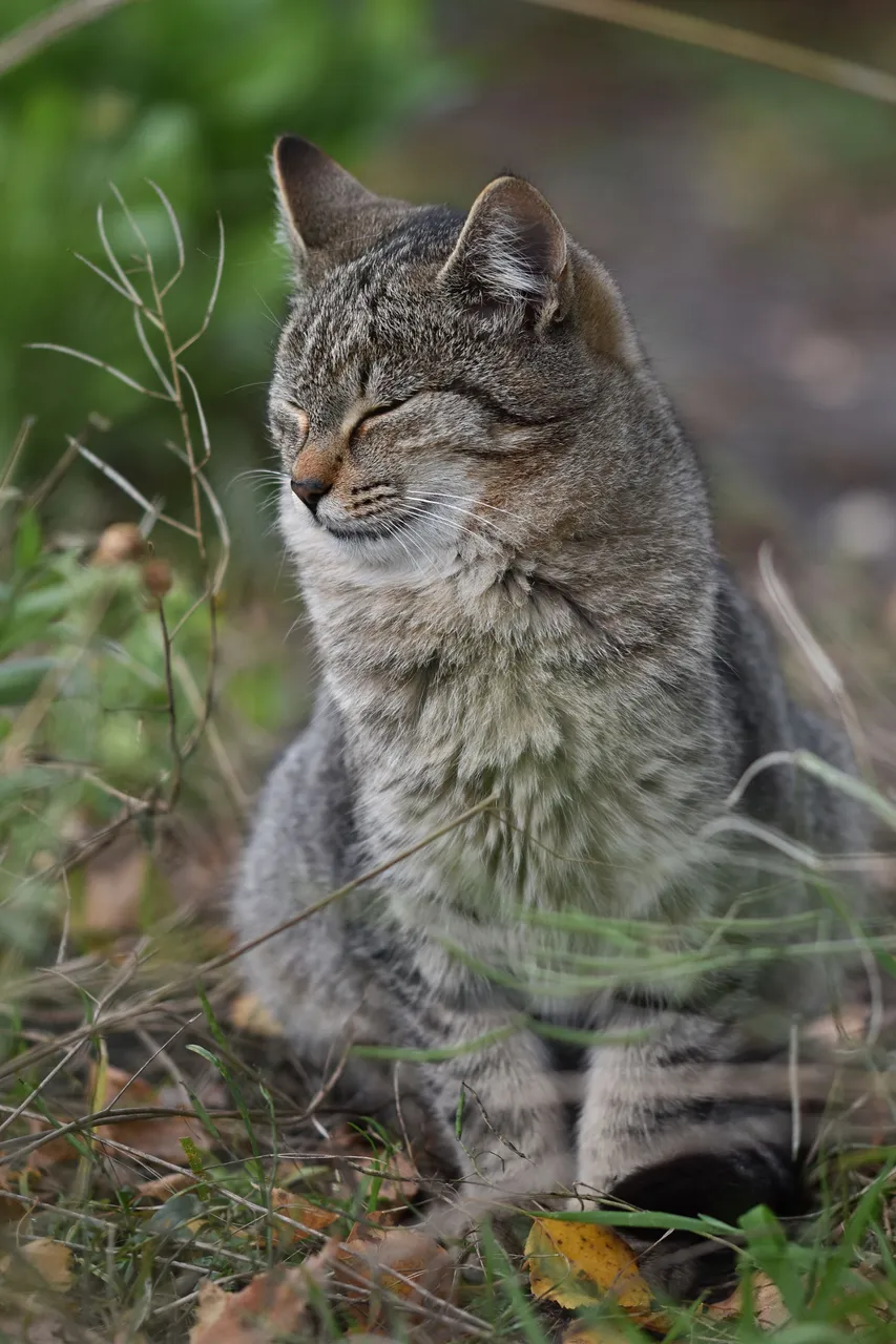 Tabby garden 4.jpg