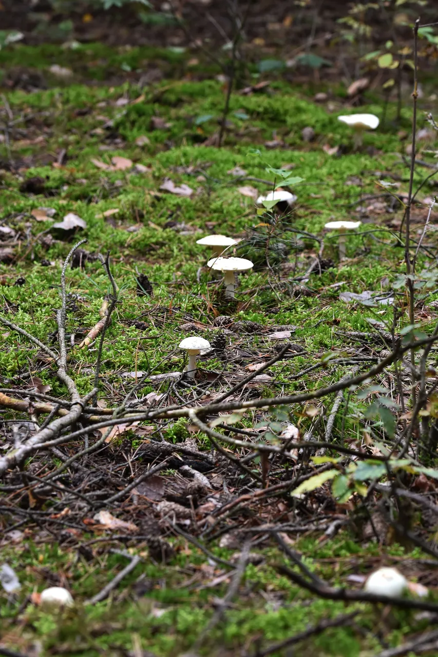 White amanita pl 7.jpg