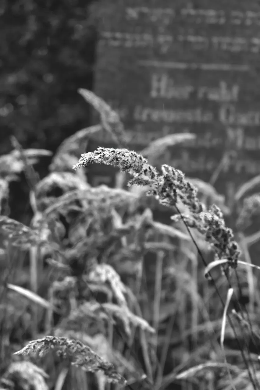 Old Jewish Cemetery bw 2.jpg