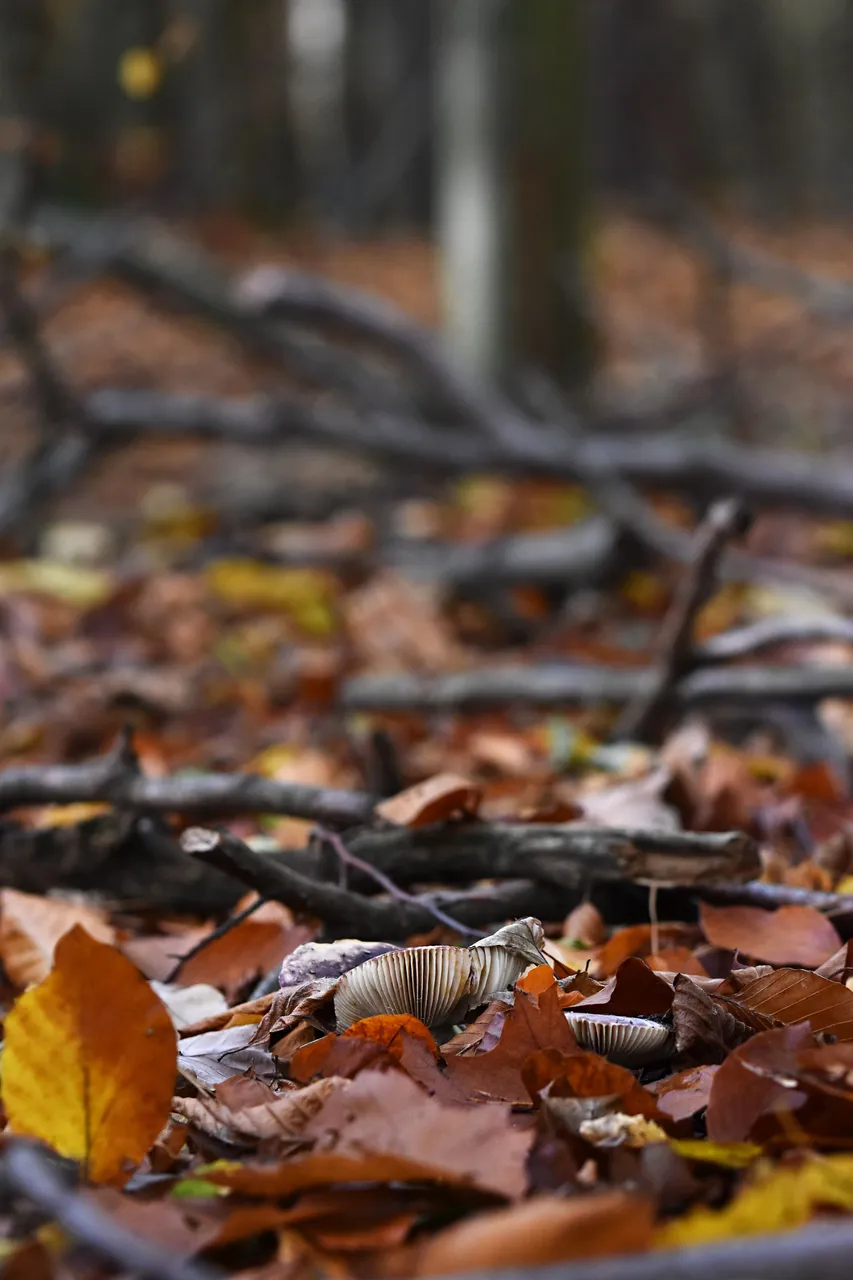 white mushroom in leaves pl 5.jpg