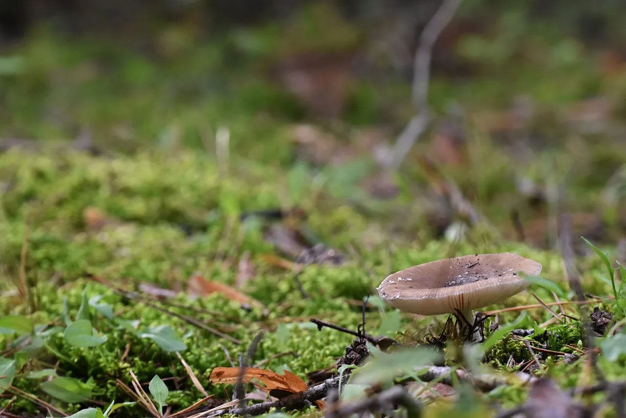 mushrooms forest pl 4.jpg