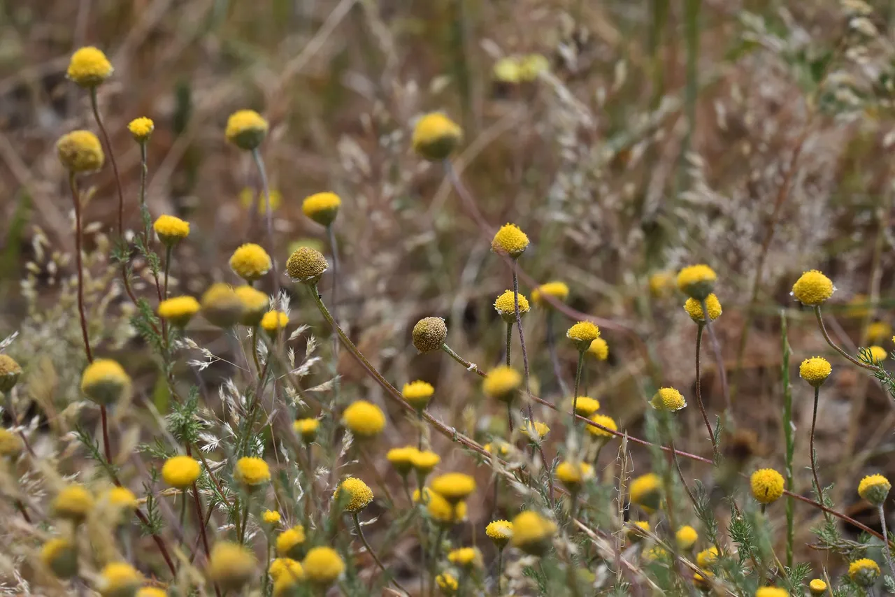 Santolina rosmarinifolia yellow wildflower 5.jpg