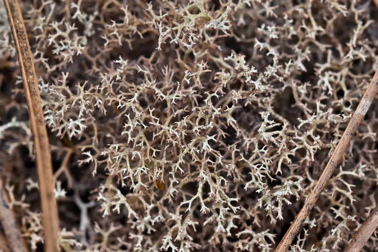 Cladonia rangiferina lichen 5.jpg