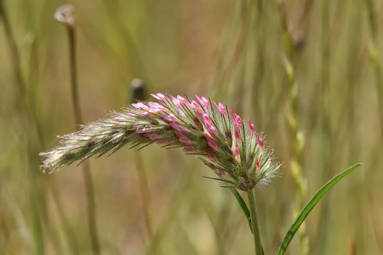 Trifolium angustifolium clover 6.jpg
