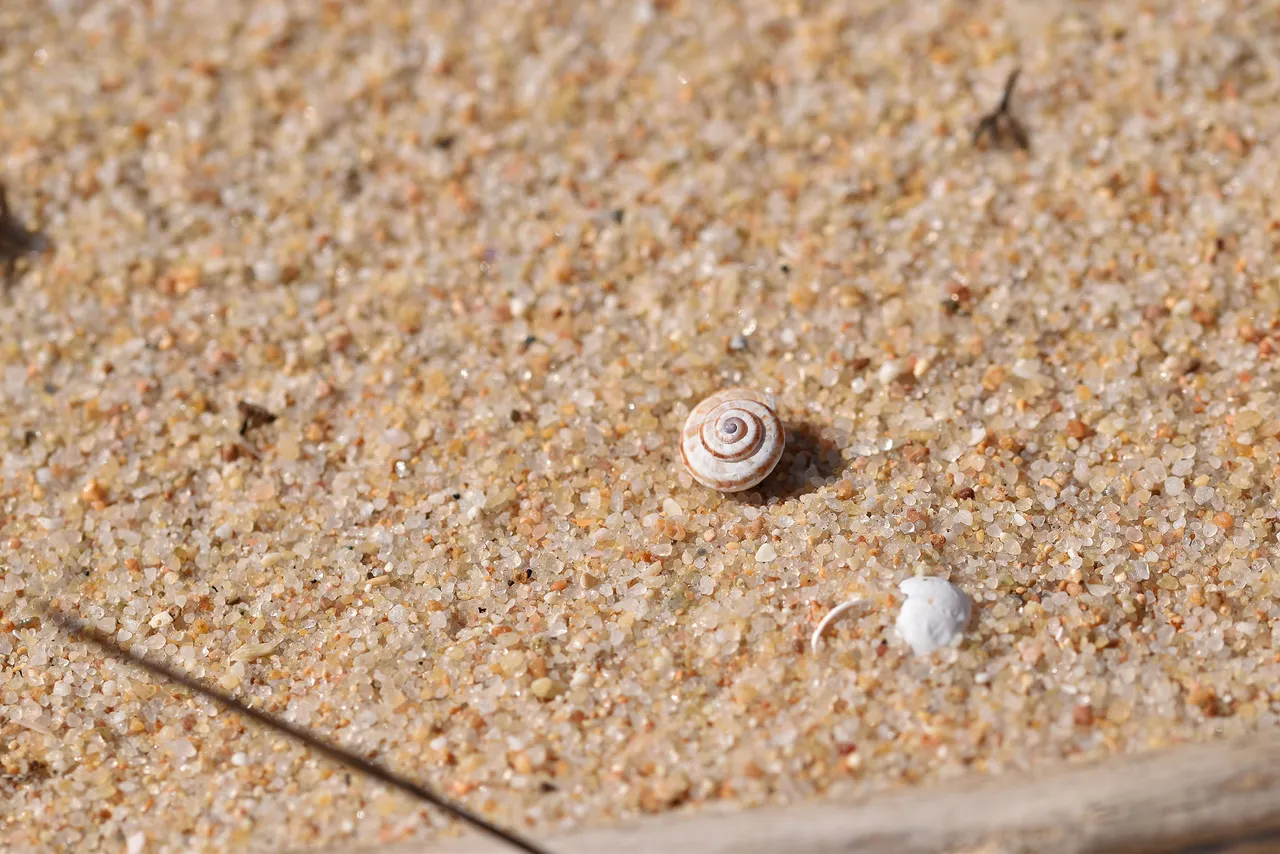 snail shell beach.jpg