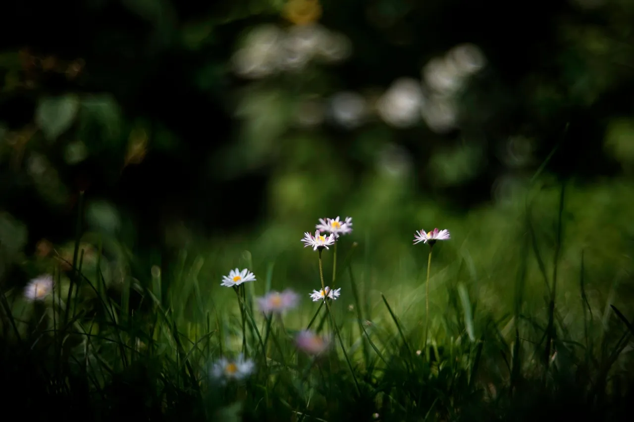 daisies bokeh biotar 2.jpg