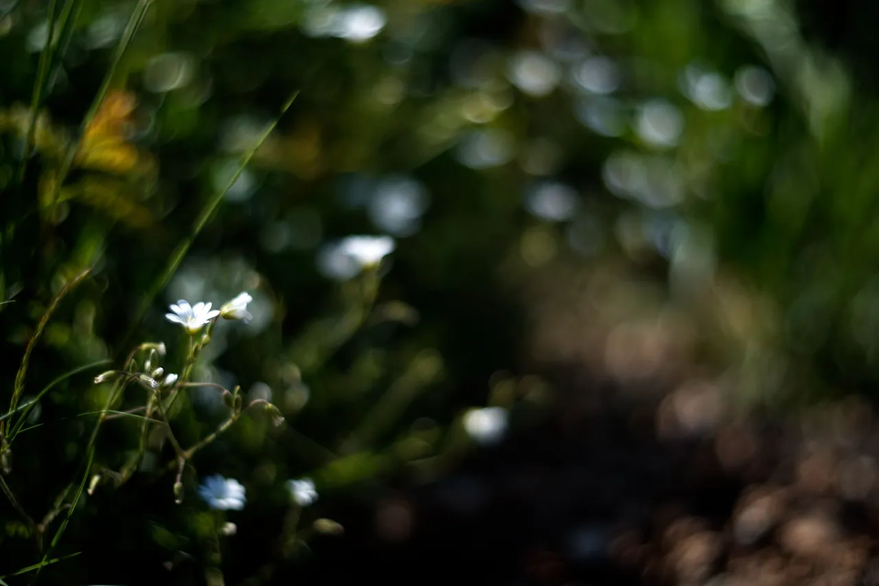 wildflower helios bokeh 3.jpg