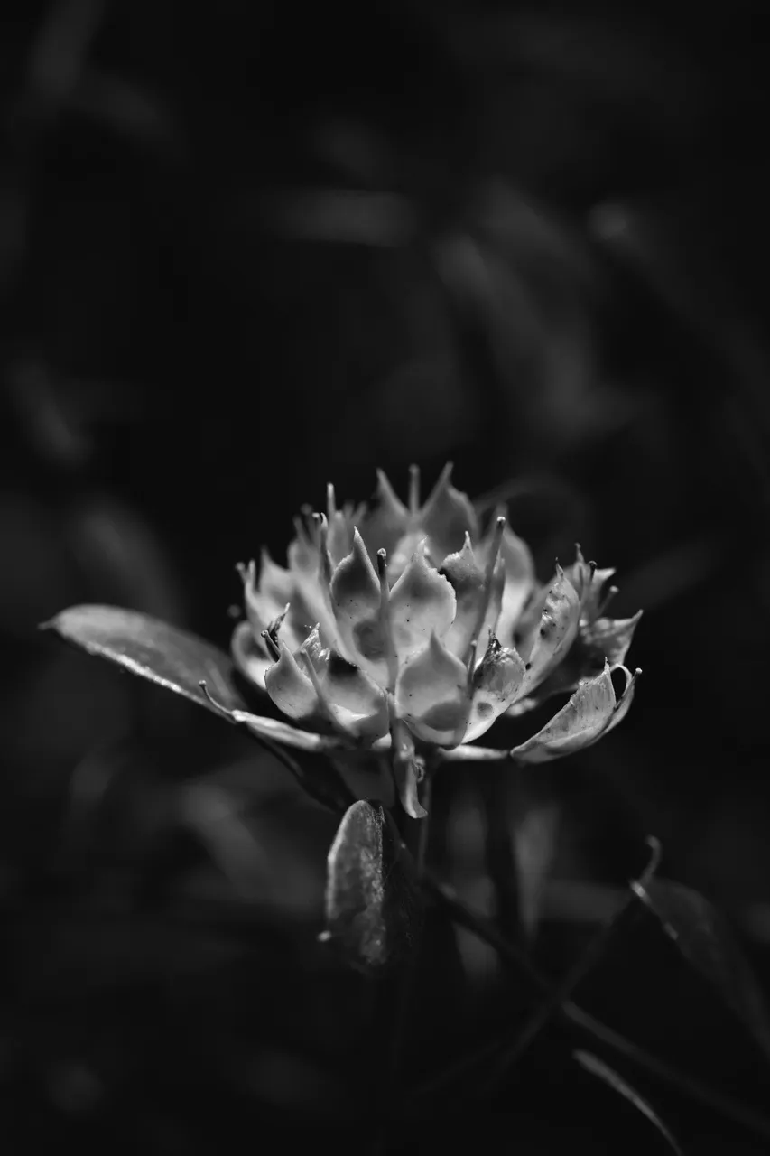 candytuft seed pod bw 9.jpg
