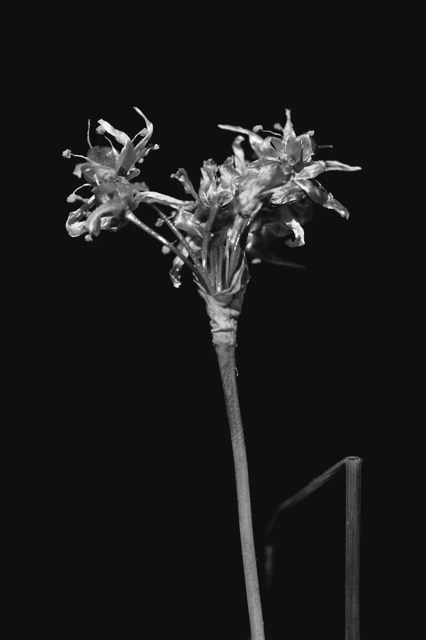 wild garlic flower 8.jpg