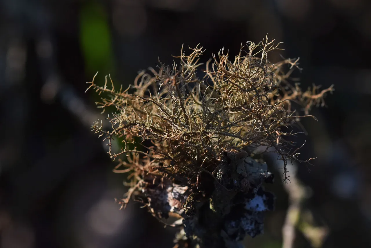 lichen cork 4.jpg