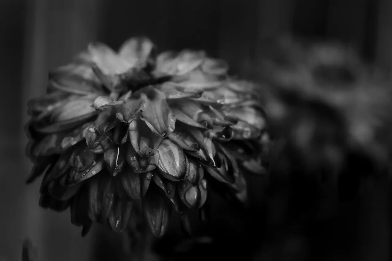 chrysanthemum rainrops bw 2.jpg
