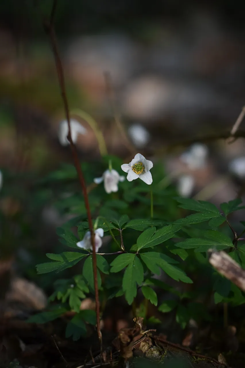 wood anemone pl 4.jpg