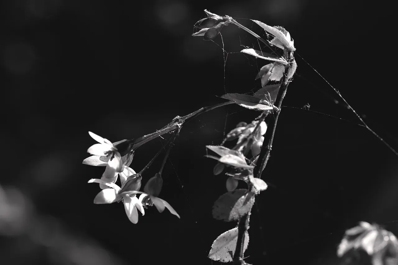 Begonia flowers bw 1.jpg