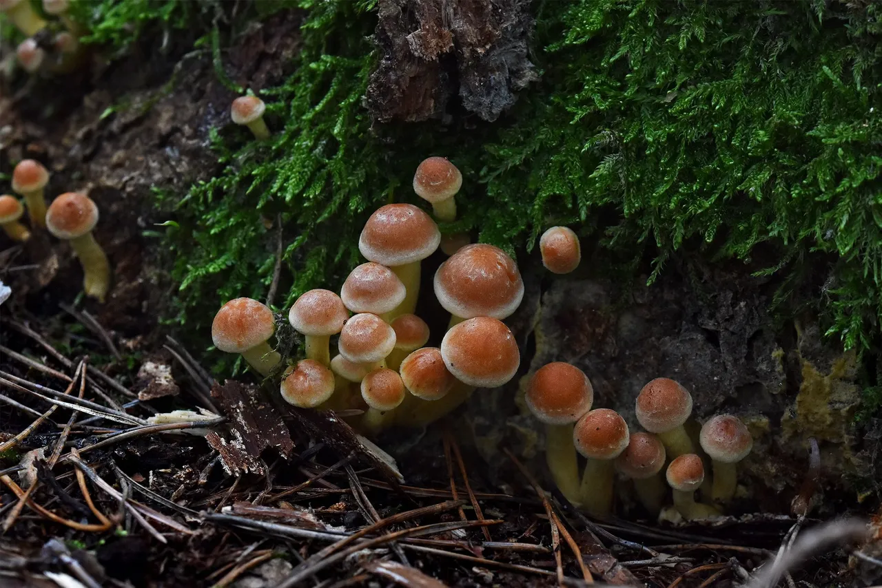 Sulphur Tuft small mushrooms pl 5.jpg