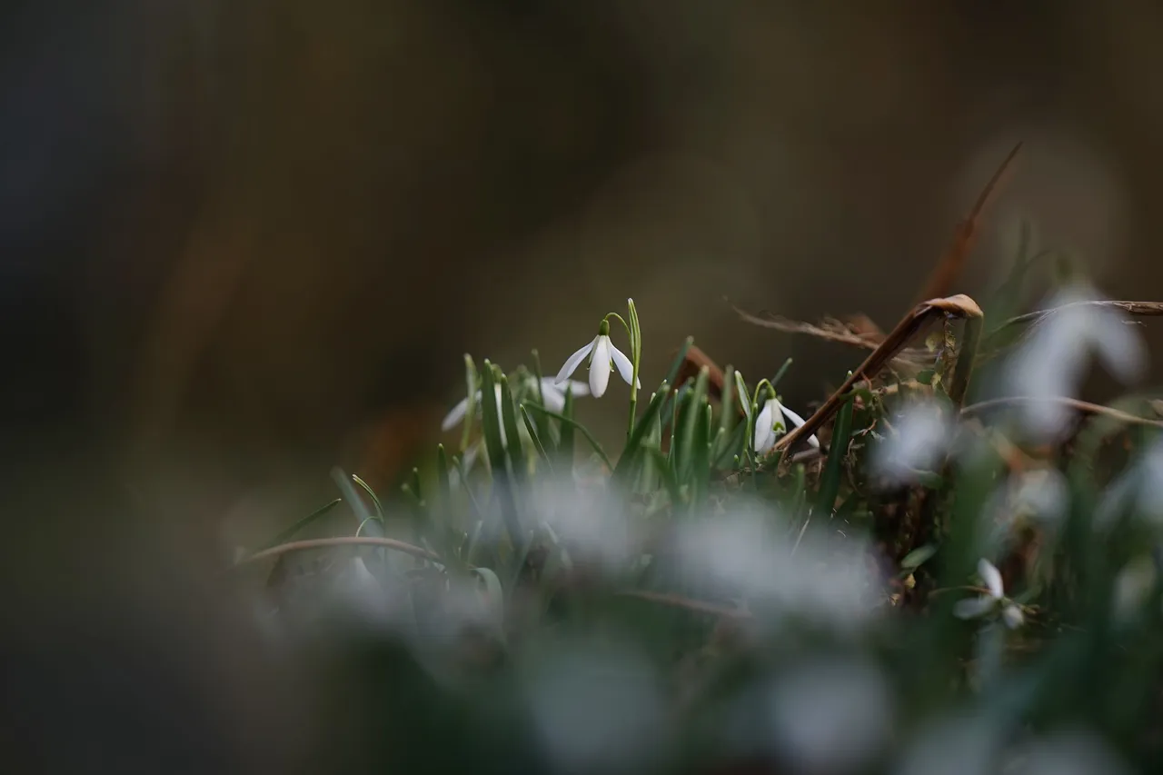Snowdrops Samyang 3.jpg